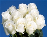 Blizzard White Rose 20" Long - 100 Stems