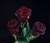 "Black Baccara" Red Rose 20" Long - 100 Stems