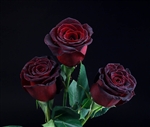 "Black Baccara" Red Rose 20" Long - 100 Stems