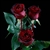 "Black Pearl" Red Rose 20" Long - 100 Stems