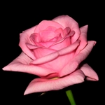 Blushing Akito Light Pink Rose 20" Long - 100 Stems