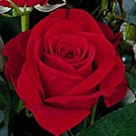 Charlene Red Rose 20" Long - 100 Stems