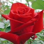 Charlotte Red Rose 20" Long - 100 Stems