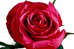 Cherry O Pink Rose 20" Long - 100 Stems