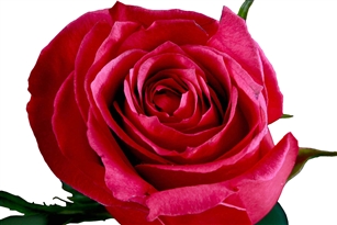 Cherry O Pink Rose 20" Long - 100 Stems