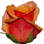 Chili's Bi-Color (Orange/salmon) Rose 20" Long - 100 Stems