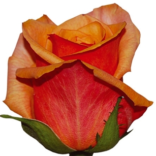 Chili's Bi-Color (Orange/salmon) Rose 20" Long - 100 Stems