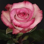 Classic Cezanne Bi-Color Rose 20" Long - 100 Stems
