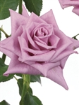 Deliliah Lavender Rose 20" Long - 100 Stems