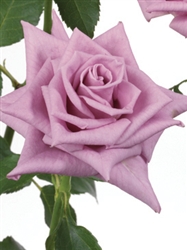 Deliliah Lavender Rose 20" Long - 100 Stems