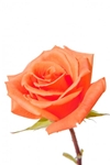 Donna Orange Wholesale Rose 20" Long - 100 Stems