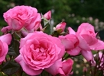 Eliza Hot Pink Rose 20" Long - 100 Stems