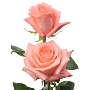 Engagement Light Pink Rose 20" Long - 100 Stems