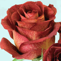 Estelle Novelty Roses 20" Long - 100 Stems