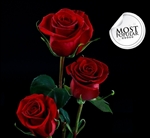 Forever Young Red Rose 20" Long - 100 Stems