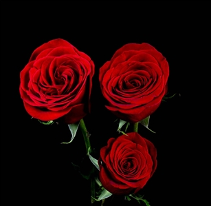 Freedom Red Rose 20" Long - 100 Stems