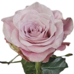 Faith Lavender Rose 20" Long - 100 Stems