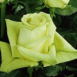 Green Tea Light Green Rose 20" Long - 100 Stems