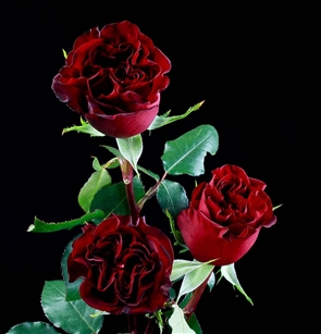 "Hearts" Red Rose 20" Long - 100 Stems