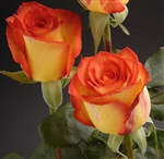 High Magic Bulk Roses 20" Long - 100 Stems