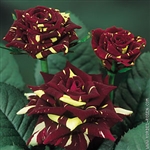 Hocus Pocus Bulk Roses 20" Long - 100 Stems