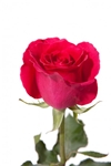 Hot Lady Hot Pink Rose 20" Long - 100 Stems