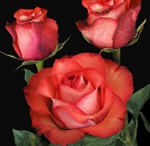 Iguana Novelty Bulk Roses 20" Long - 100 Stems