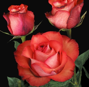 Iguana Novelty Bulk Roses 20" Long - 100 Stems