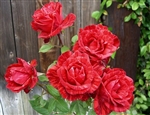Intuition Red Rose 20" Long - 100 Stems