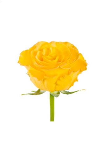 Kerio Yellow Rose 20" Long - 100 Stems