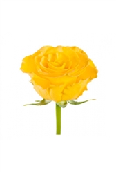 Kerio Yellow Rose 20" Long - 100 Stems