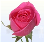 Kiko Hot Pink Rose 20" Long - 100 Stems