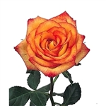 Konfetti Novelty Rose 20" Long - 100 Stems