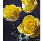 Latina Yellow Rose 20" Long - 100 Stems