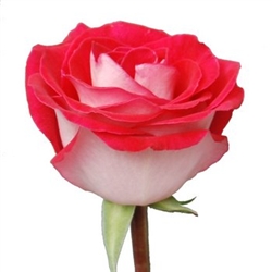 Latin Lady Novelty Rose 20" Long - 100 Stems