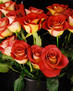 Leonidas Novelty Rose 20" Long - 100 Stems