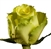 Limbo Green/Yellow Novelty Rose 20" Long - 100 Stems