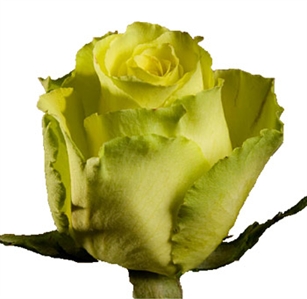 Limbo Green/Yellow Novelty Rose 20" Long - 100 Stems