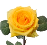 lindsey Yellow Rose 20" Long - 100 Stems