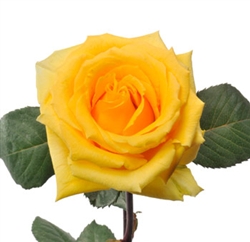 lindsey Yellow Rose 20" Long - 100 Stems