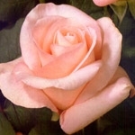 Livia Light Pink Rose 20" Long - 100 Stems