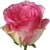 Malibu Novelty Rose 20" Long - 100 Stems