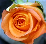 Miracle Orange Rose 20" Long - 100 Stems (Very Popular)