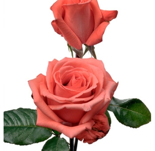 Movie Star Salmon Pink Rose 20" Long - 100 Stems