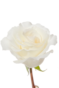 MT Everest White Rose 20" Long - 100 Stems