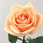 Osiana Peach Rose 20" Long - 100 Stems