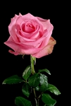 Pavarotti Medium Pink Rose 20" Long - 100 Stems