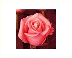 Peckoubo Salmon Pink Rose 20" Long - 100 Stems