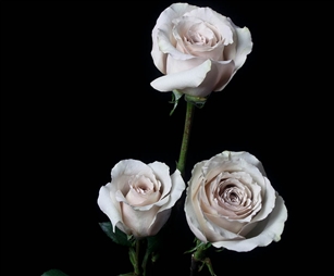 Quicksand Cream Rose 20" Long - 100 Stems