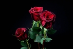 "Red Paris" Red Rose 20" Long - 100 Stems